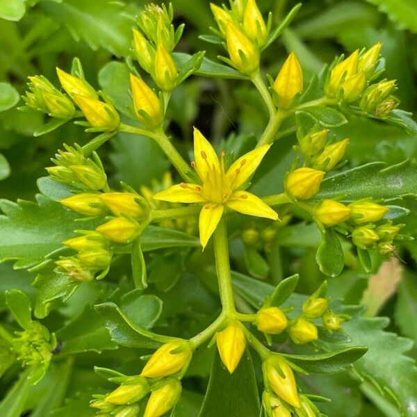 Sedum sarmentosum ফুল