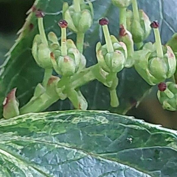 Leucothoe fontanesiana Fruit