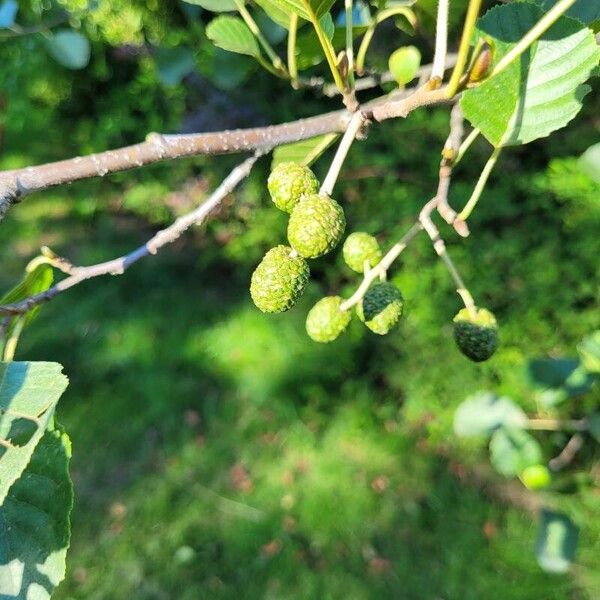 Alnus incana Frukt