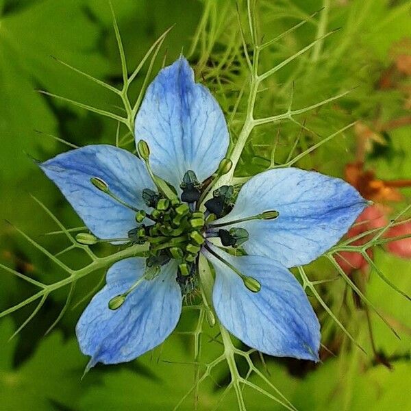 Nigella sativa ফুল