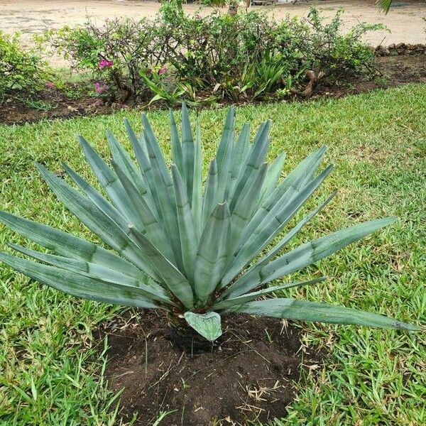 Agave sisalana 叶