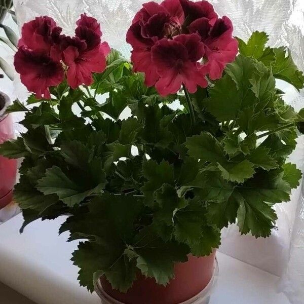 Pelargonium grandiflorum Цветок