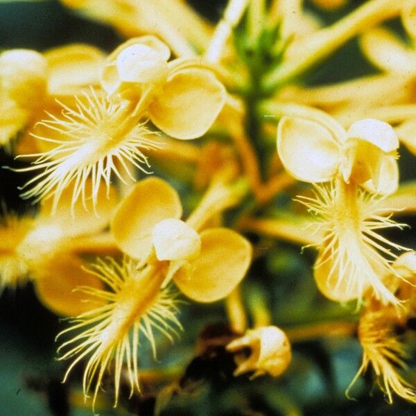 Platanthera ciliaris Kvet