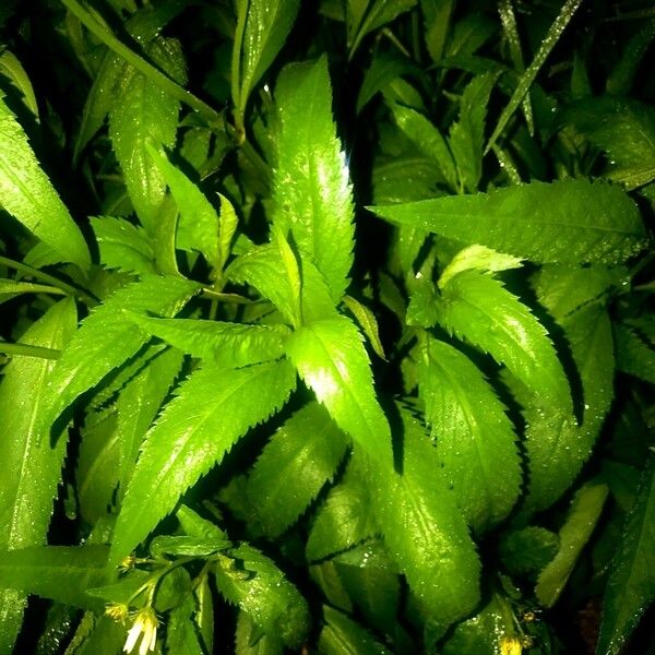 Bidens aurea Leaf
