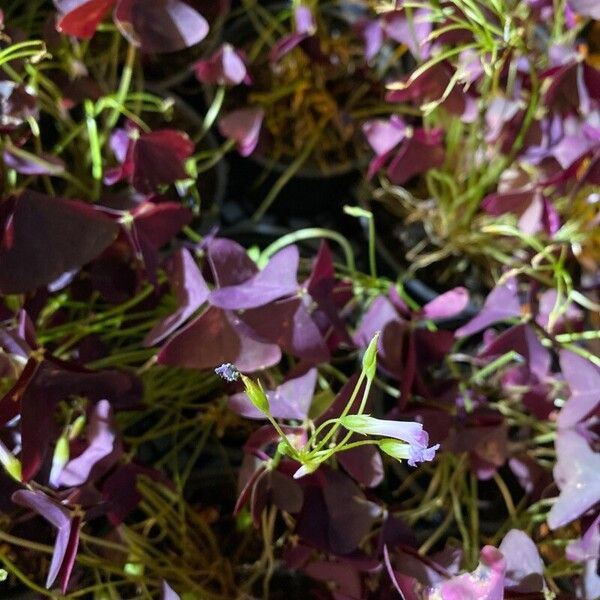 Oxalis triangularis Hàbitat