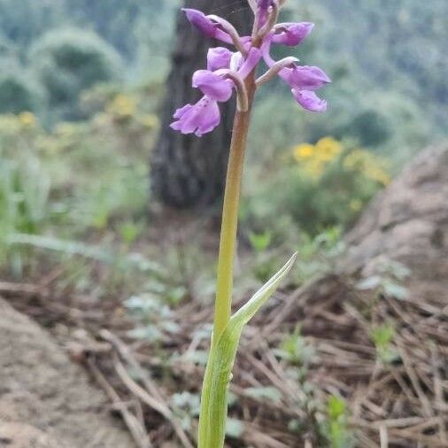 Orchis mascula Flower