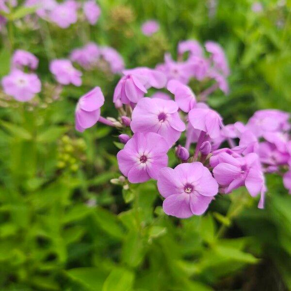 Phlox maculata Цвят