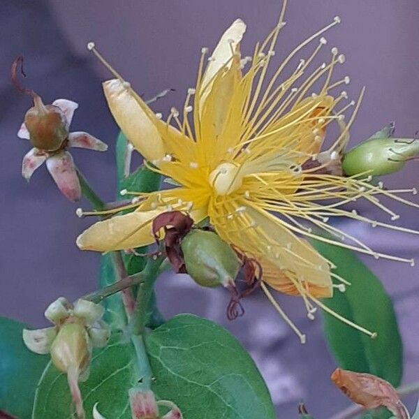 Hypericum hircinum Квітка