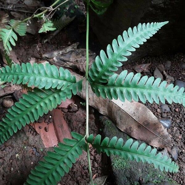 Pteris fauriei Leaf