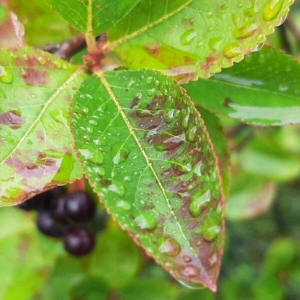 Aronia melanocarpa Φύλλο