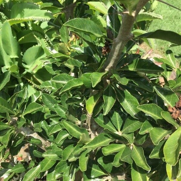 Pachypodium saundersii Лист