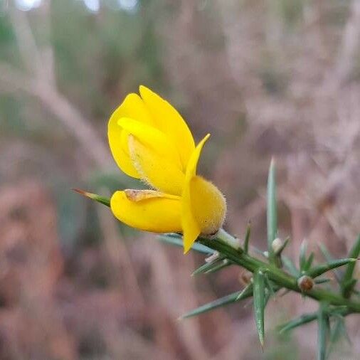 Ulex europaeus Flower