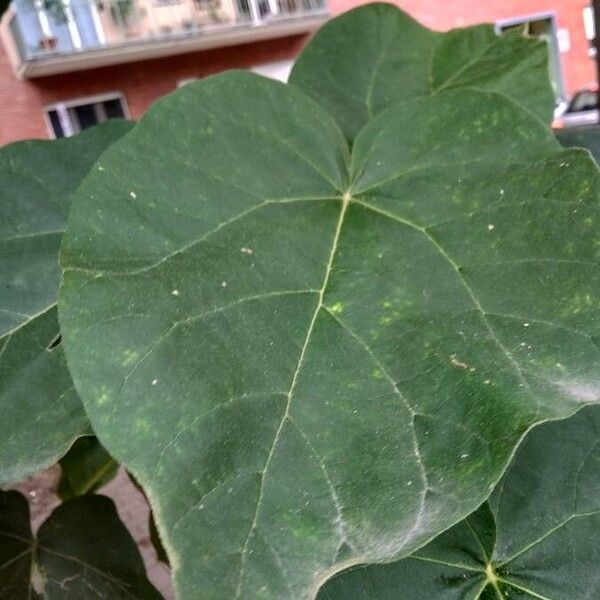 Paulownia tomentosa पत्ता