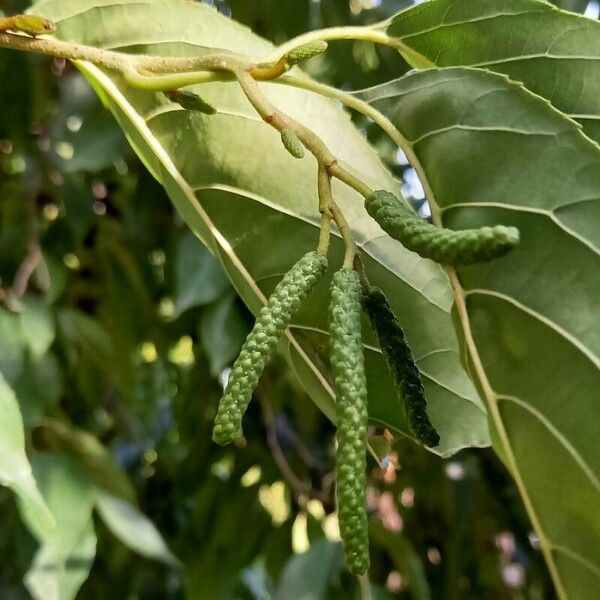 Alnus japonica Flor