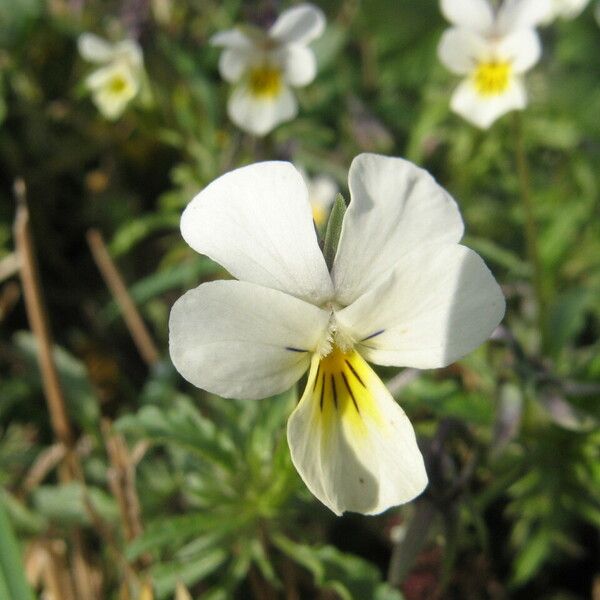 Viola arvensis Fiore