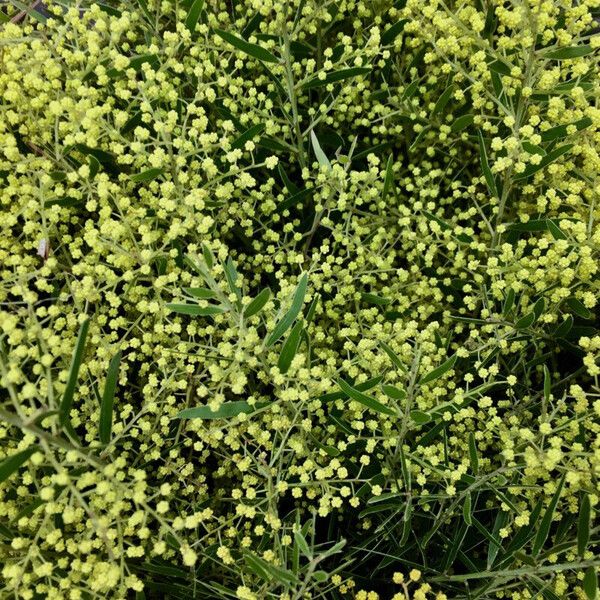 Acacia retinodes മറ്റ്