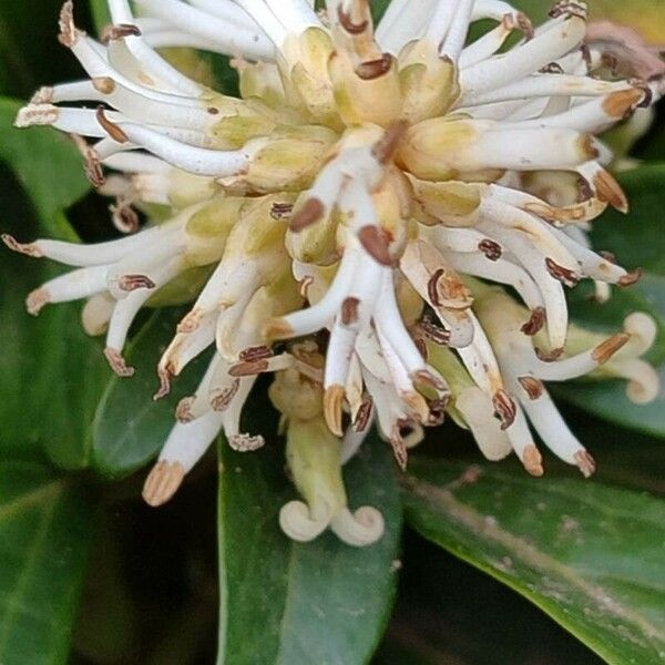 Pachysandra terminalis 花