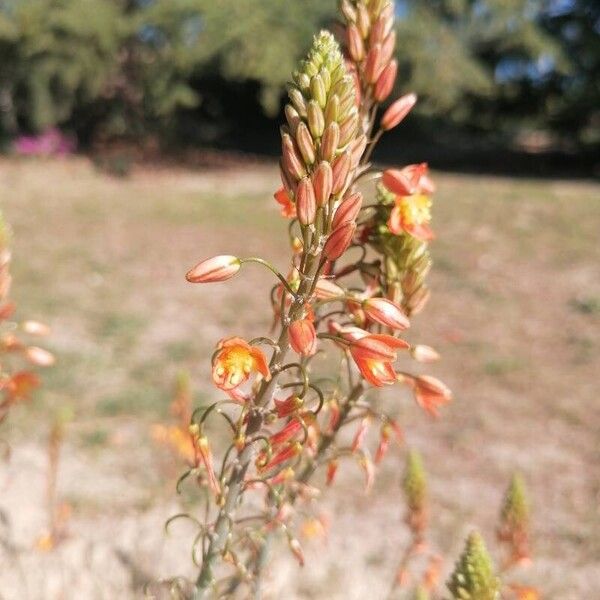 Bulbine frutescens Virág