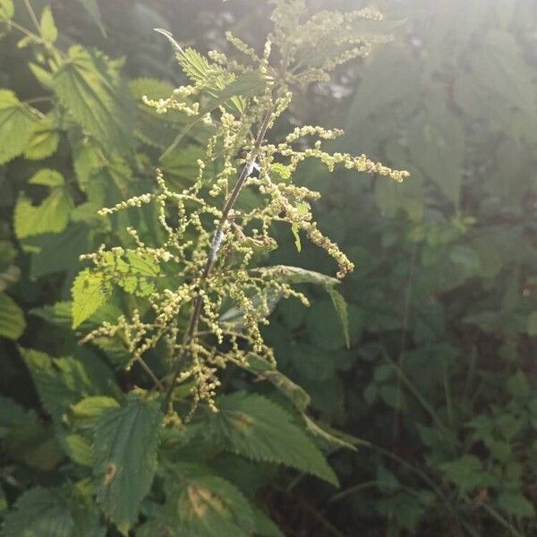 Urtica dioica Floro