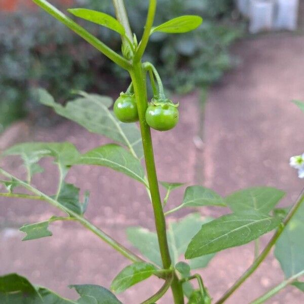 Solanum aethiopicum Plod