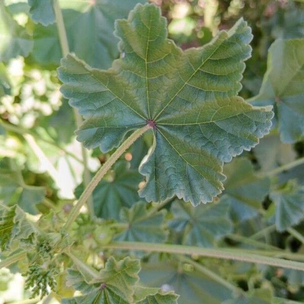 Malva parviflora Blatt