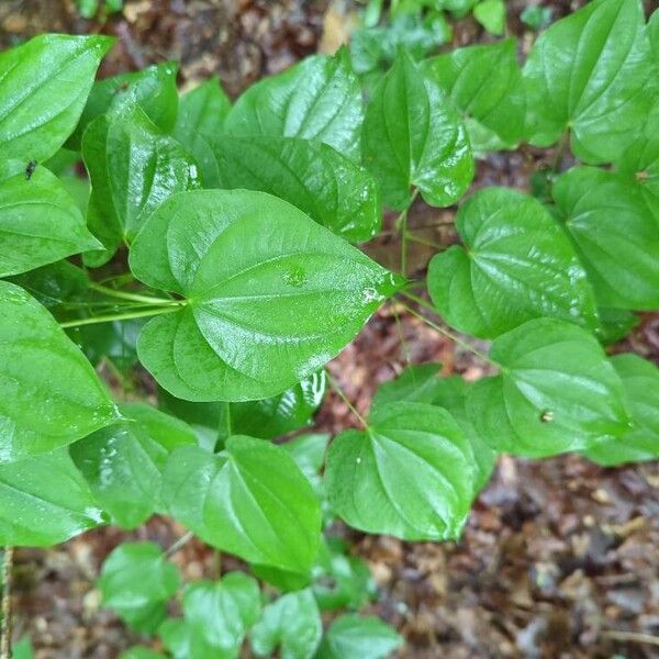 Dioscorea villosa Leaf