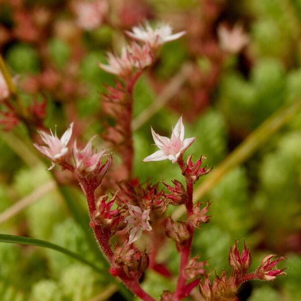 Sedum hispanicum Blomst