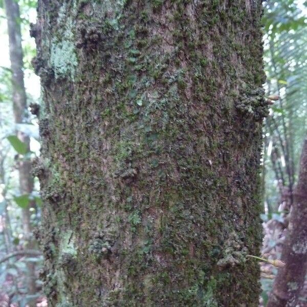 Chrysophyllum cuneifolium