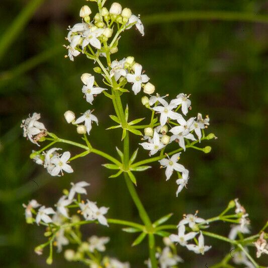 Galium lucidum Flor