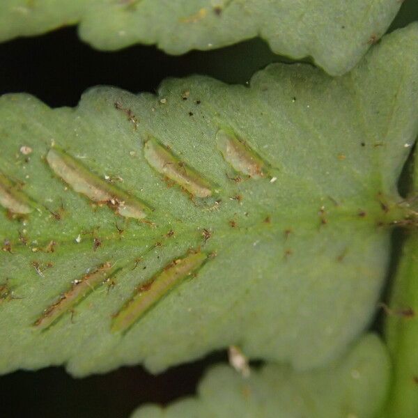 Asplenium barteri Blatt