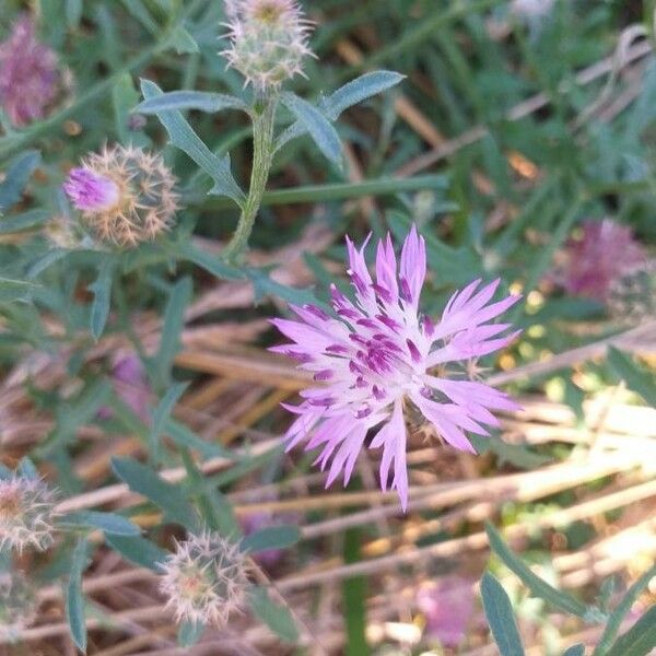 Centaurea aspera Blodyn