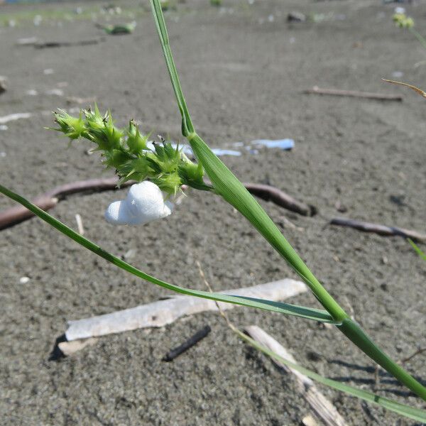 Cenchrus echinatus Цветок