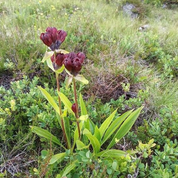 Gentiana purpurea Blomst