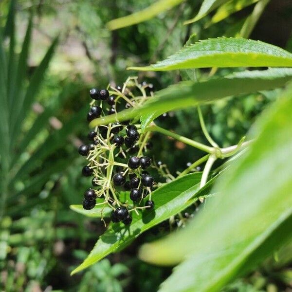 Sambucus canadensis Fruit