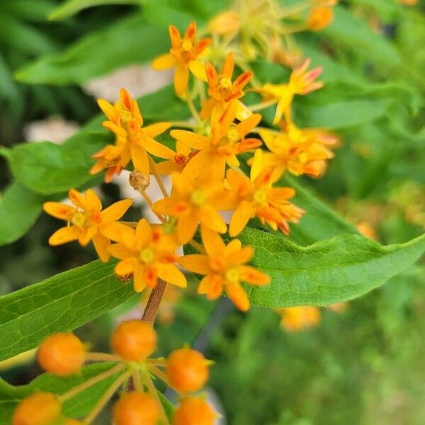 Asclepias tuberosa Květ