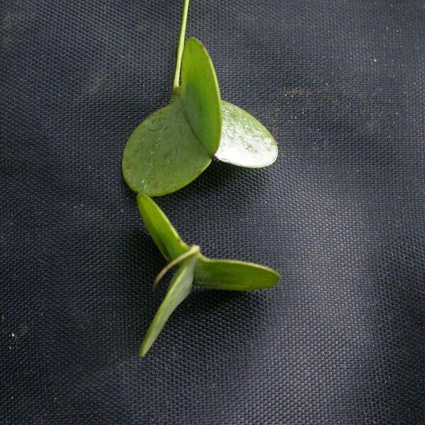 Dioscorea pubera Hábito