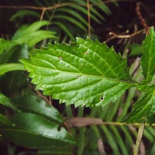 Stachytarpheta urticifolia Folha