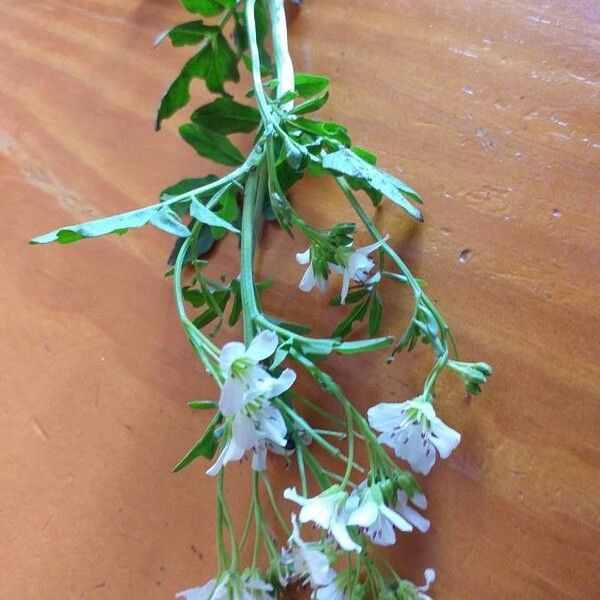 Lepidium sativum Blomma