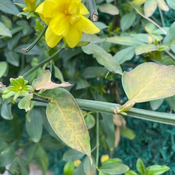 Jasminum mesnyi 葉