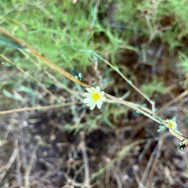 Lactuca saligna Flor