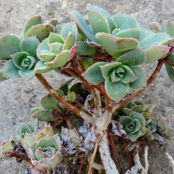 Aeonium haworthii Blad