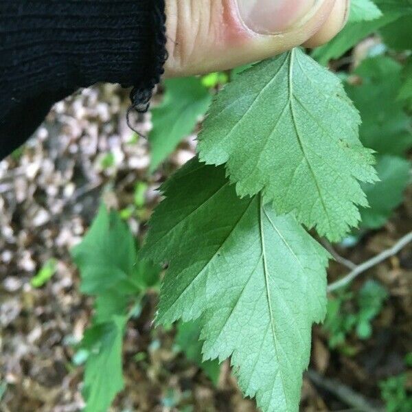 Crataegus submollis Leht