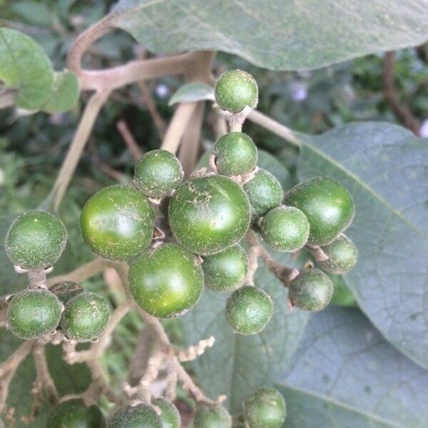 Solanum mauritianum Ovoce