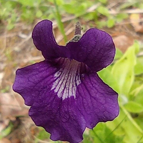 Pinguicula grandiflora Floro