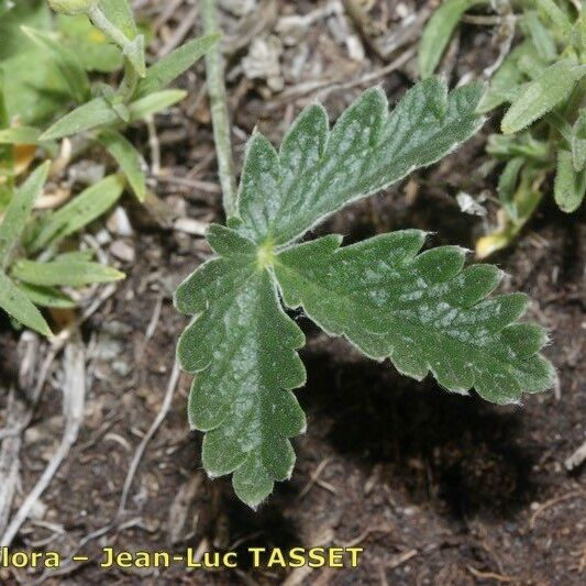 Potentilla nivea Ліст