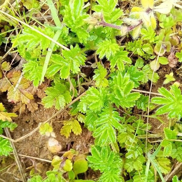 Acaena novae-zelandiae 葉