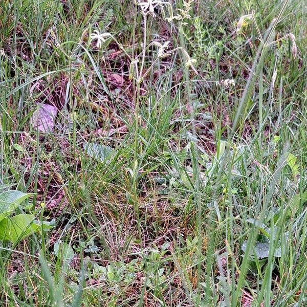 Silene nutans Habit