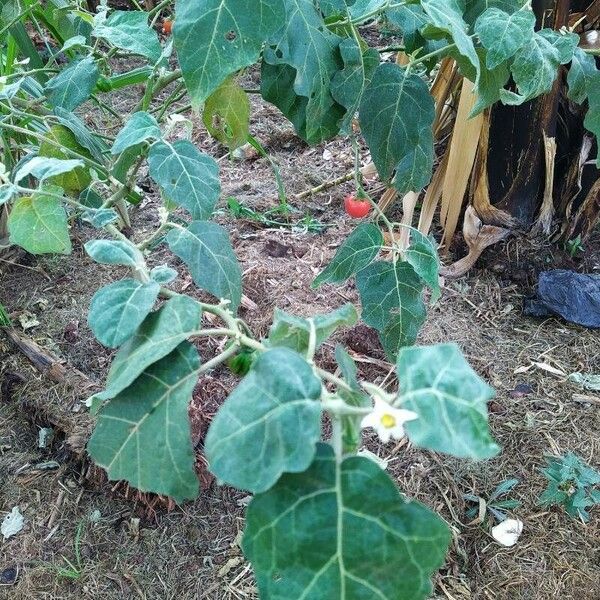 Solanum aethiopicum Fulla