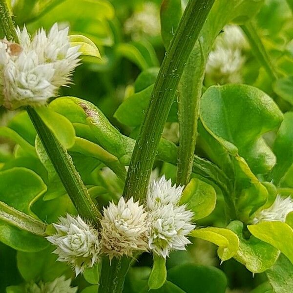 Alternanthera ficoidea बार्क (छाल)