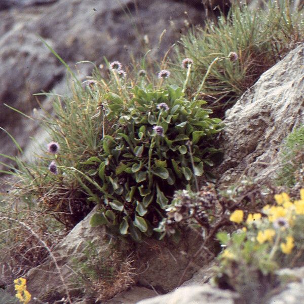 Globularia cambessedesii